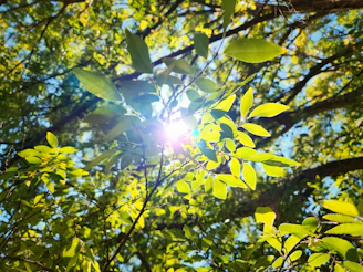 Slow living journal scene of sunlight filtering through green leaves during a quiet walk