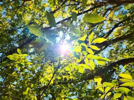 Slow living journal scene of sunlight filtering through green leaves during a quiet walk