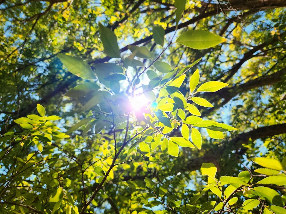 the sun shining through the leaves of a tree