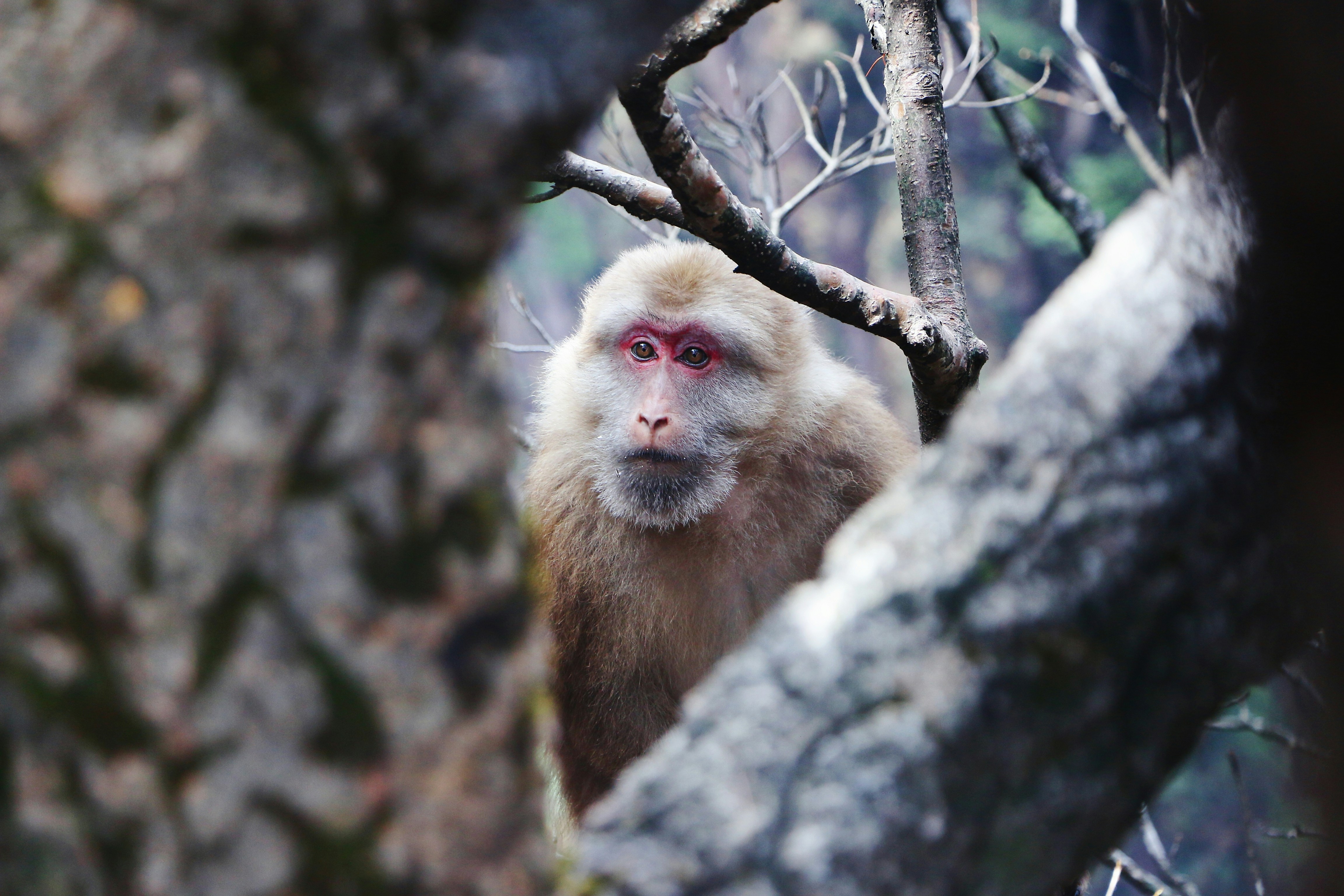 a monkey that is standing in a tree