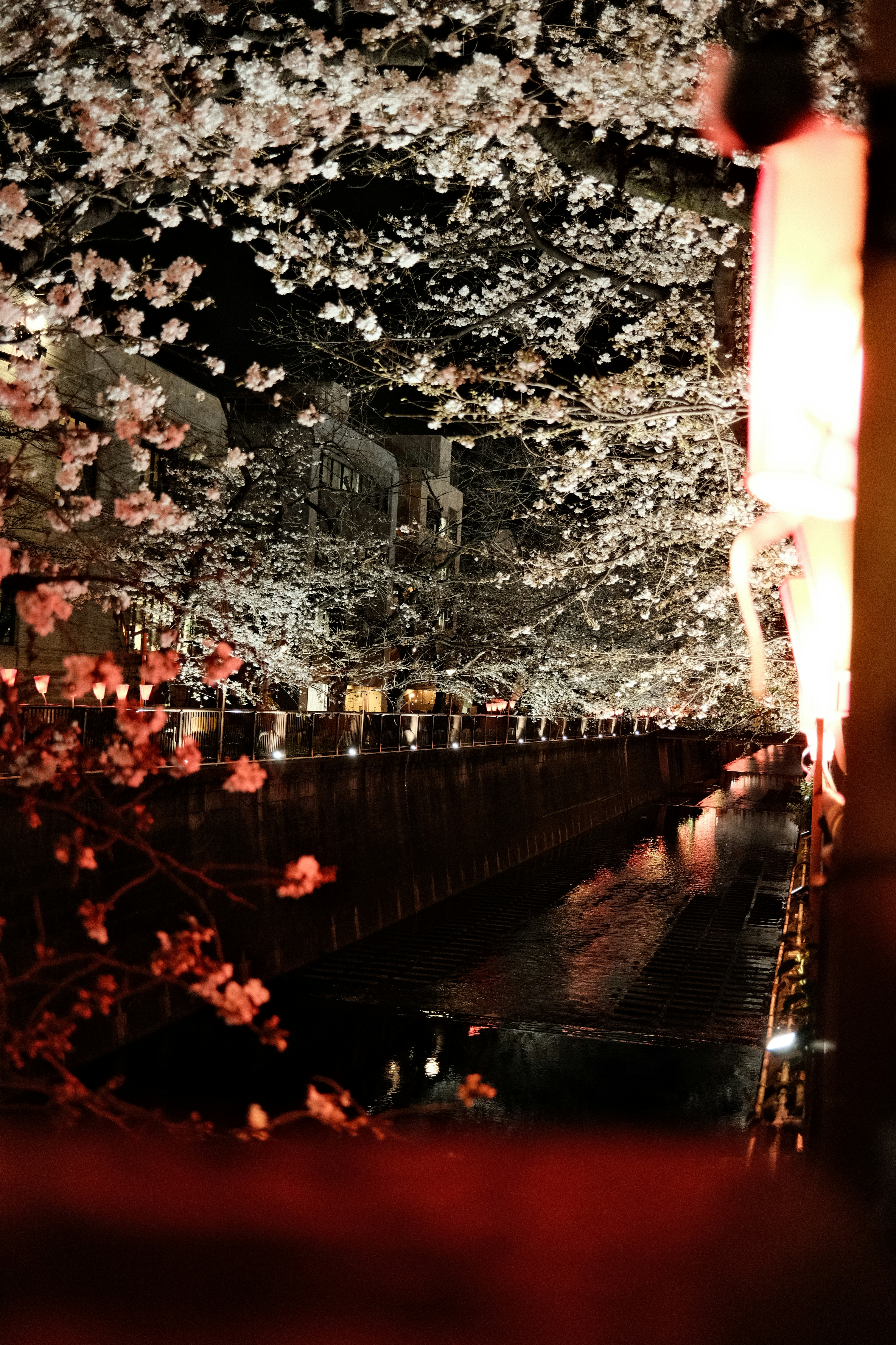 a view of a river and trees at night