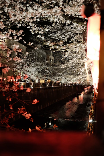 A serene night scene in Japan with glowing lanterns and cherry blossoms under a starry sky.