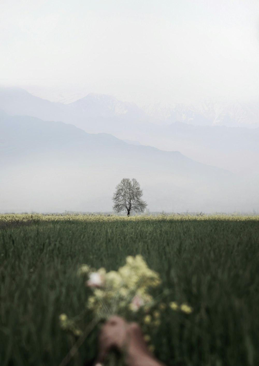 a person holding a flower in a field