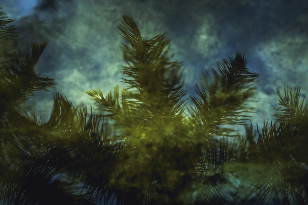 a blurry photo of a pine tree with a sky background