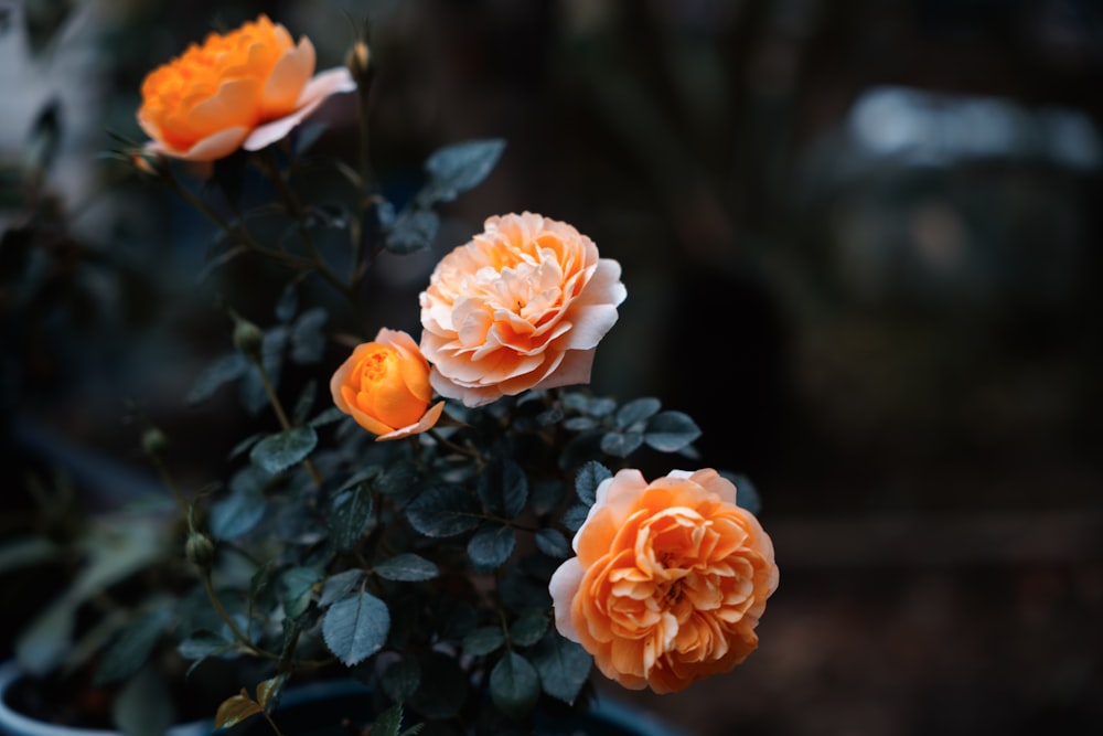 a group of orange flowers sitting on top of a plant