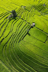 a green field with a tree in the middle of it