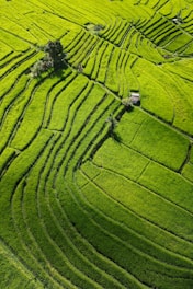 a green field with a tree in the middle of it