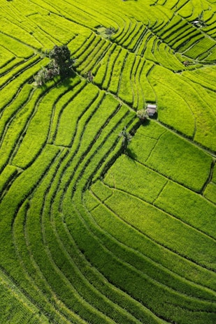 a green field with a tree in the middle of it
