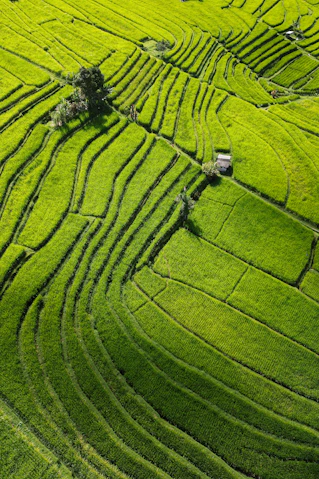 a green field with a tree in the middle of it