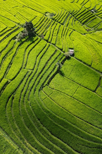 a green field with a tree in the middle of it