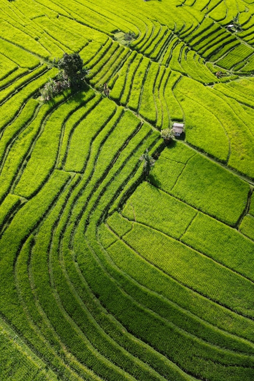 a green field with a tree in the middle of it
