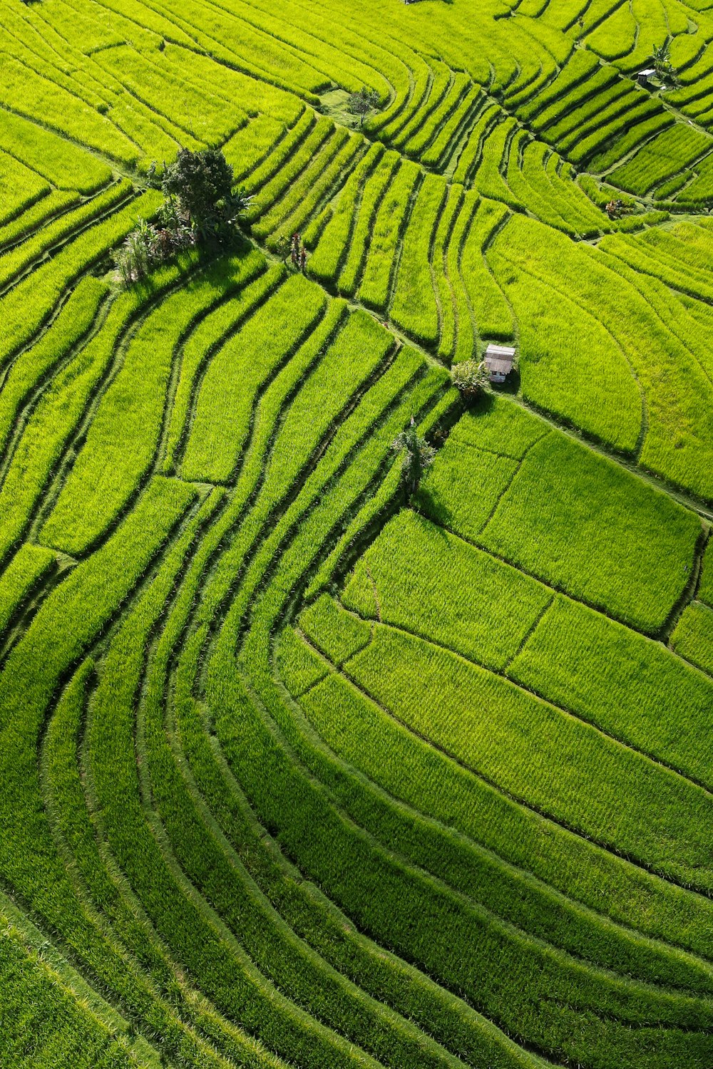 a green field with a tree in the middle of it