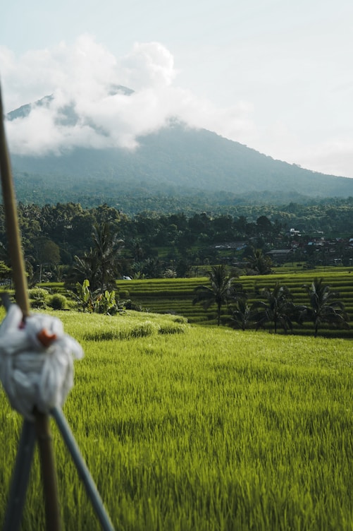 a green field with a mountain in the background