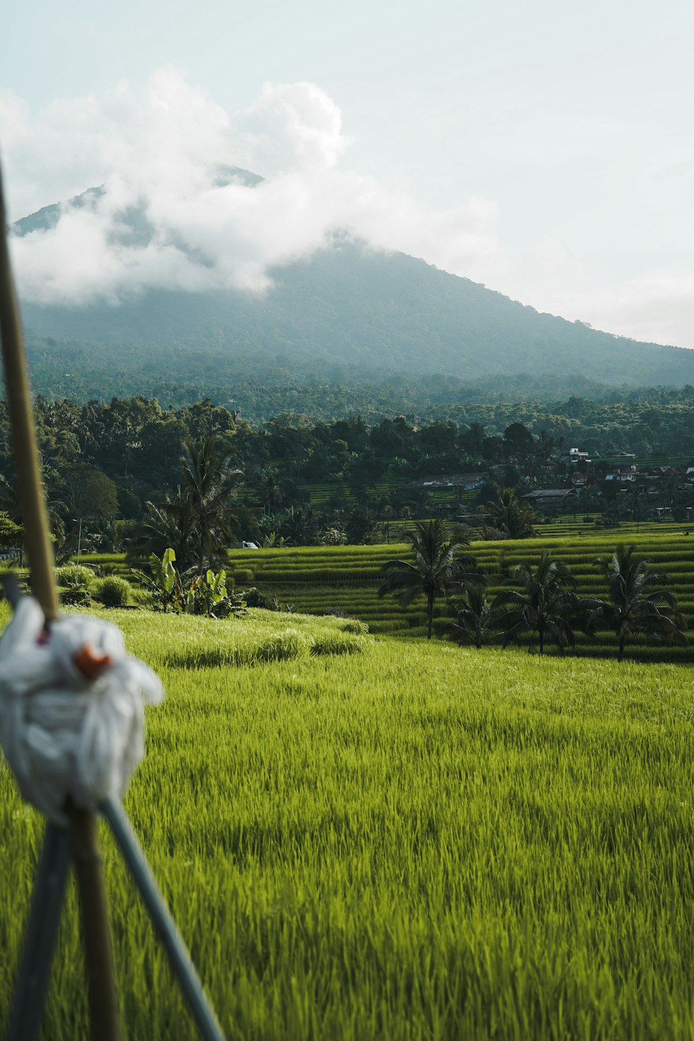 a green field with a mountain in the background