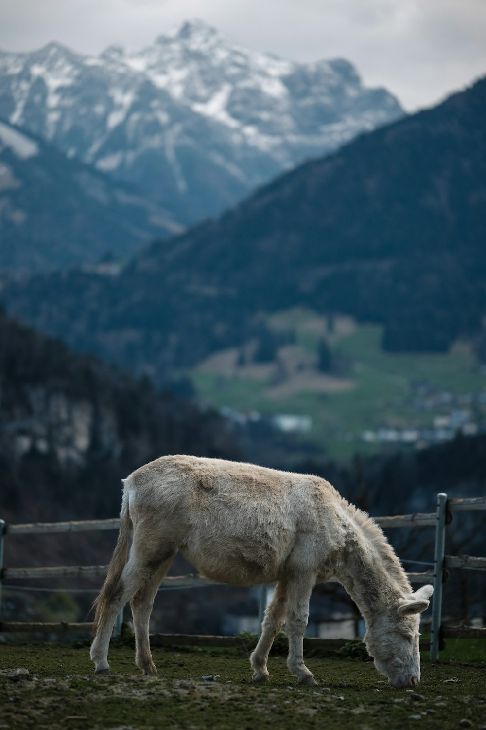 Un cheval blanc paissant dans un champ avec des montagnes en arrière-plan