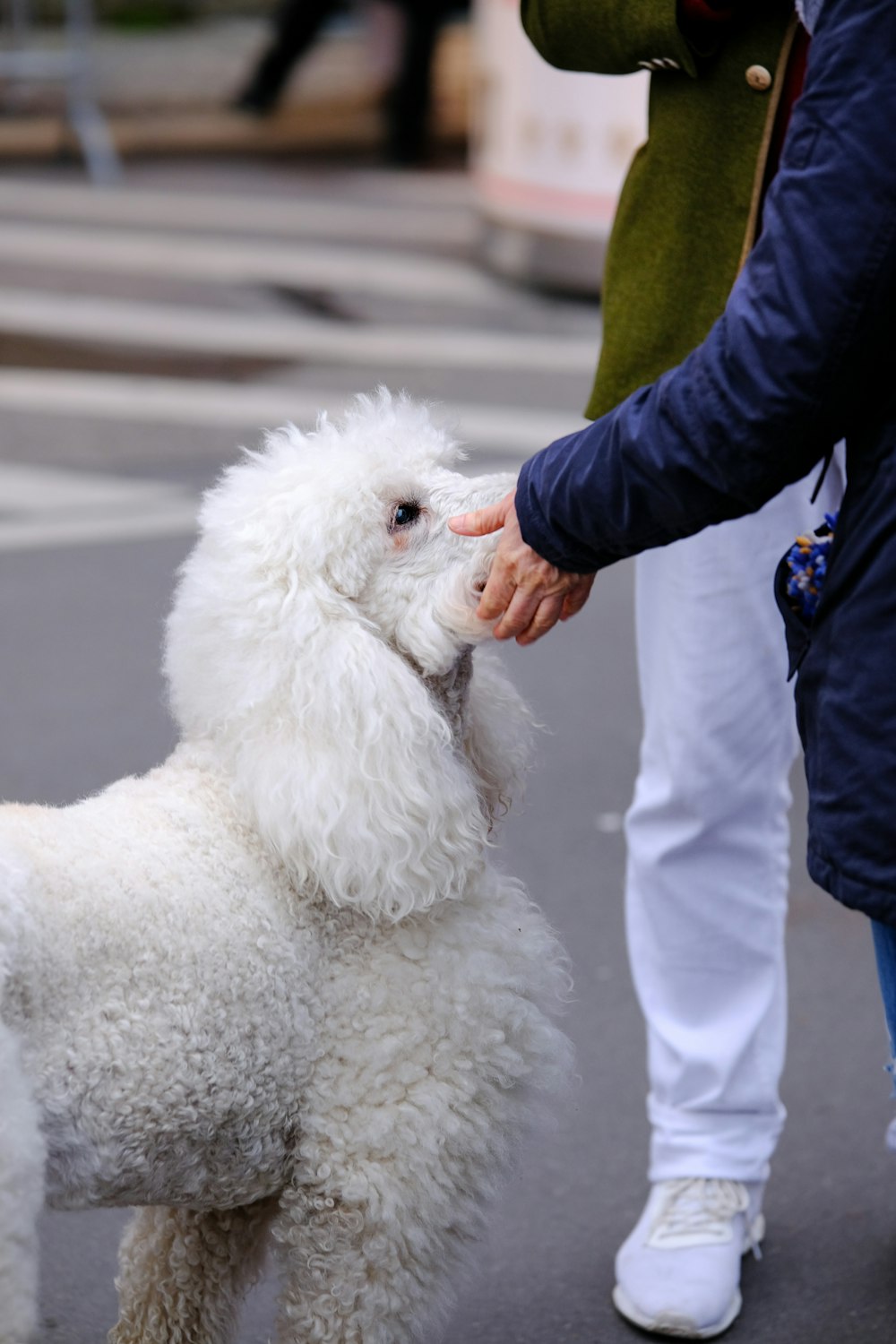 une personne caressant un caniche blanc dans la rue