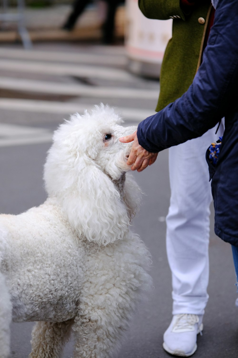 a person petting a white poodle on the street