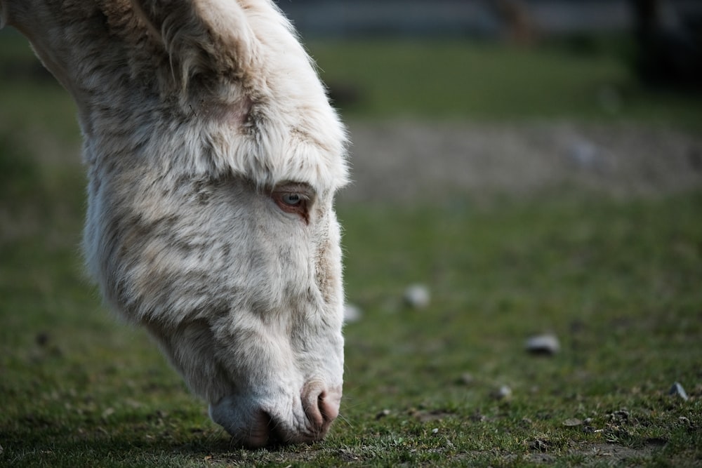 a close up of a white horse grazing on grass