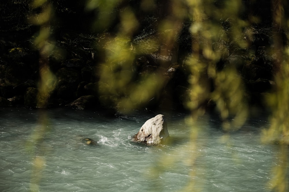 a rock in the middle of a river