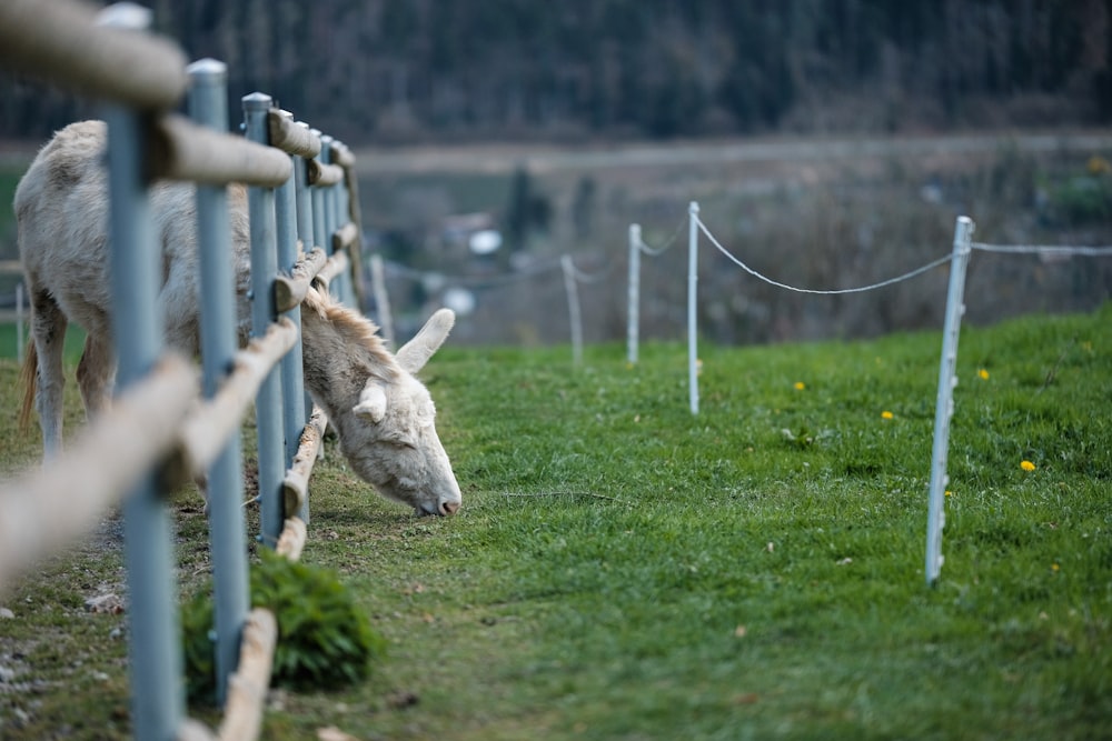 un cheval blanc debout à côté d’une clôture en bois