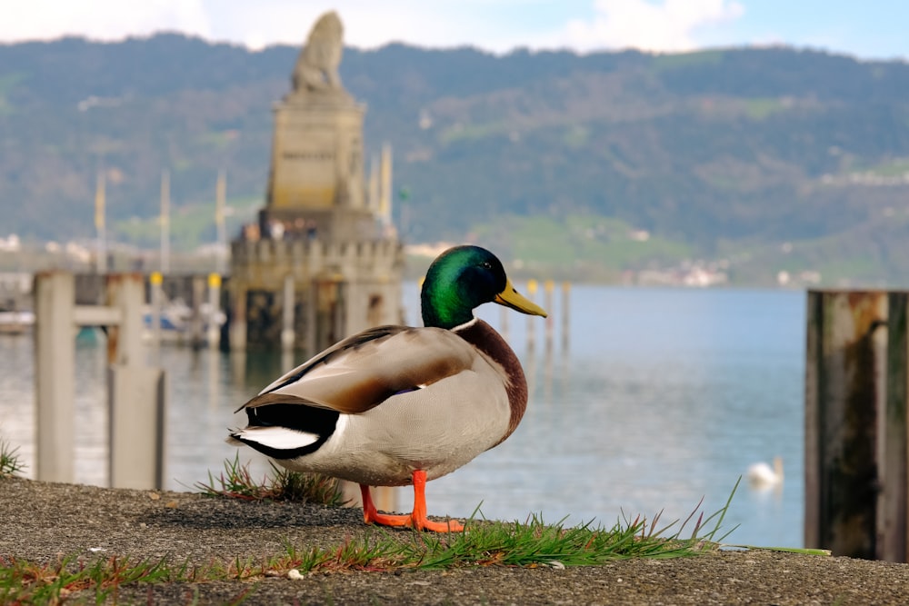 a duck is standing on the edge of a pier