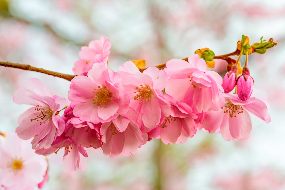 a close up of pink flowers on a tree branch