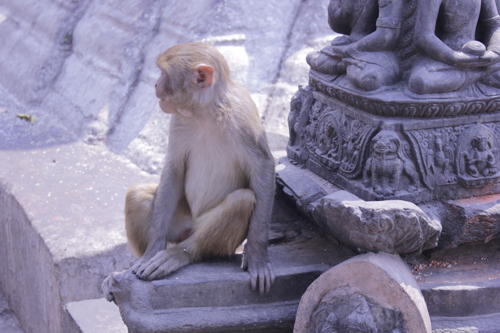 a monkey sitting on a ledge next to a statue