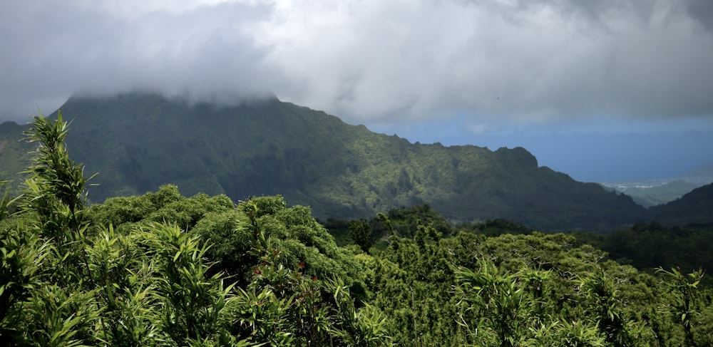 a lush green forest with a mountain in the background