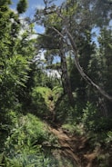 a dirt path in the middle of a forest