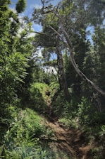 a dirt path in the middle of a forest
