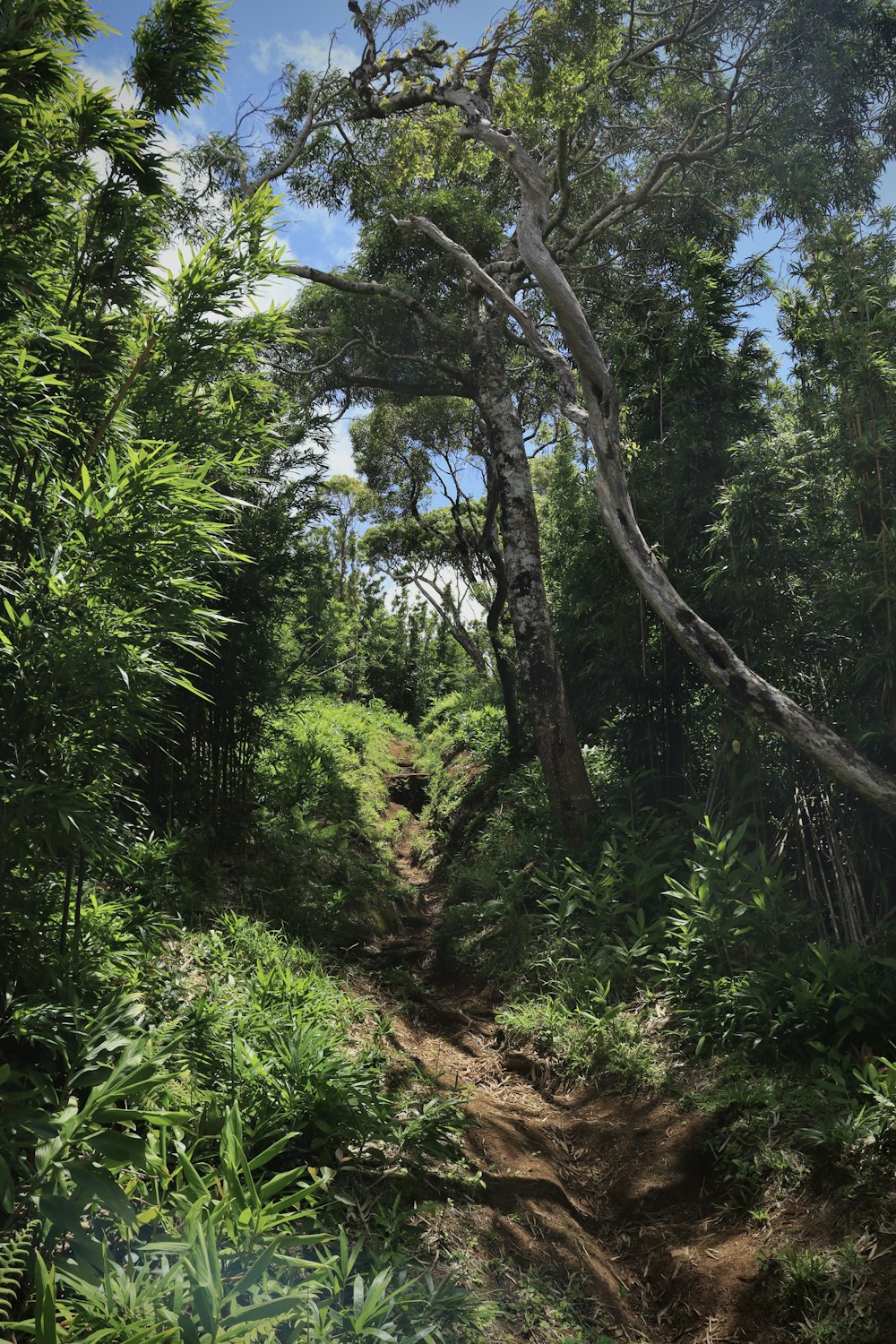 Un camino de tierra en medio de un bosque