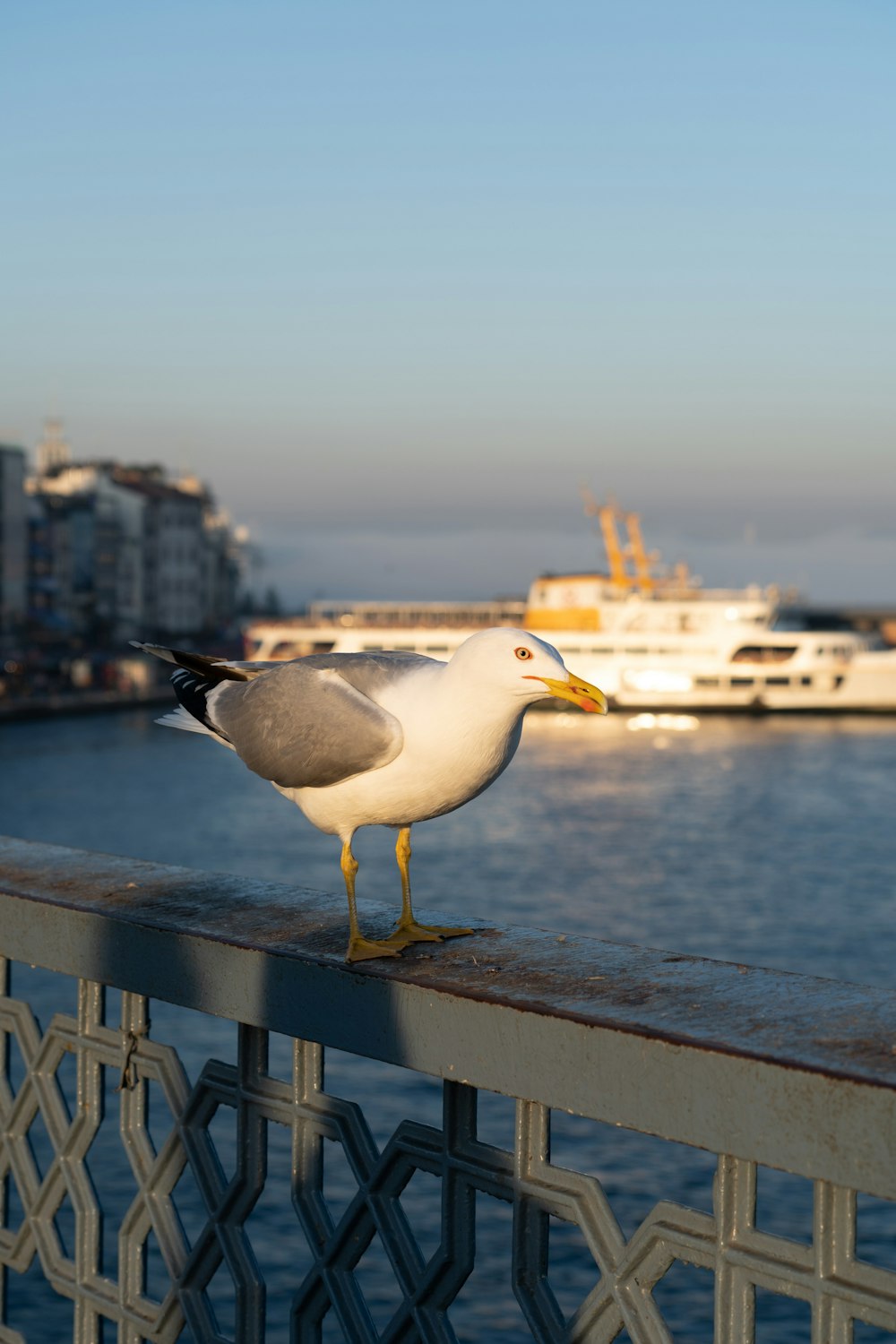 a seagull is standing on a railing near the water