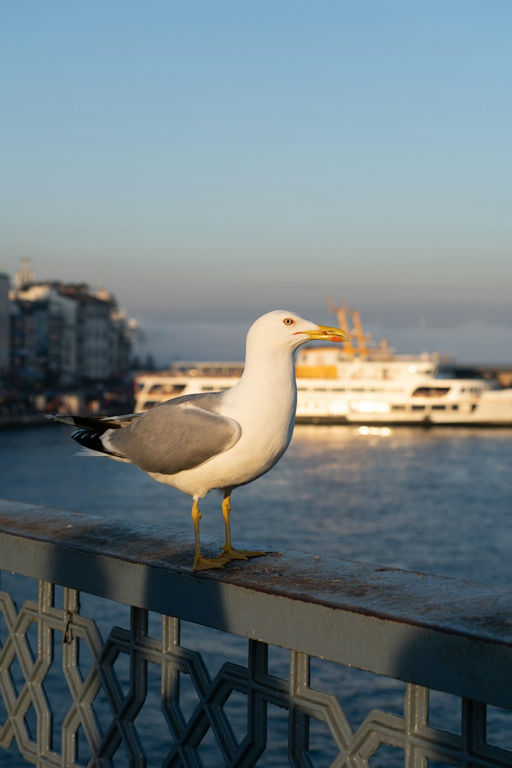 a seagull is standing on a railing near the water