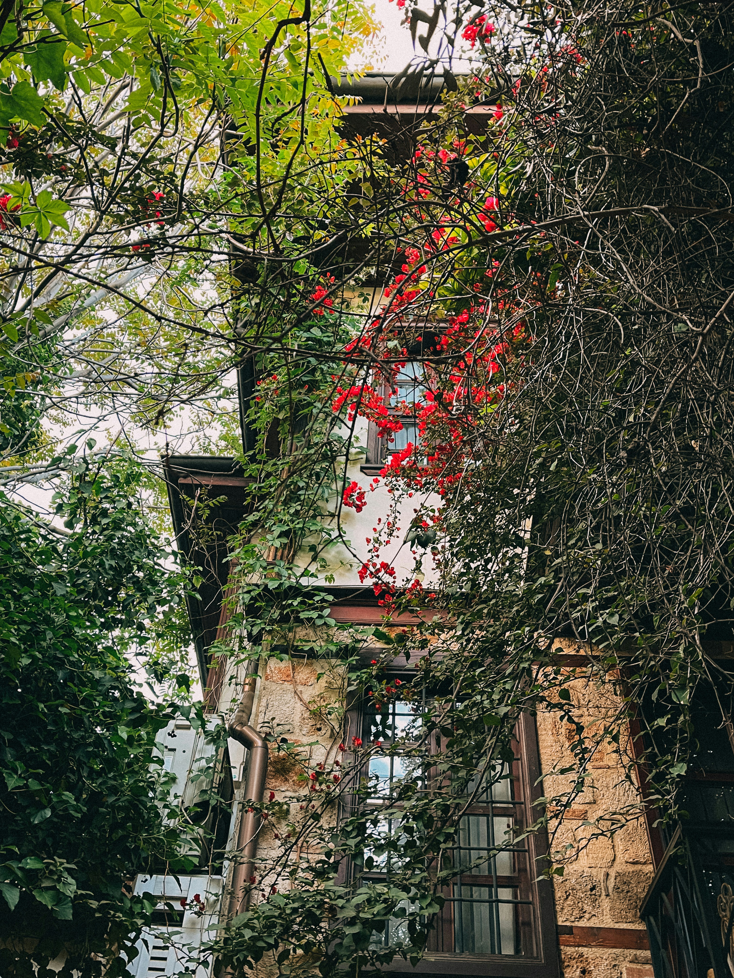 a tall building with a bunch of red flowers on it