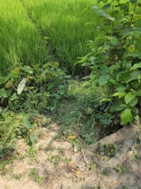 A lush green field of grass or crops stretches out, bordered by various wild plants and bushes. The ground in the foreground appears slightly sandy with small patches of weed and leaves scattered around. Sunlight filters through, creating a vibrant and natural setting.