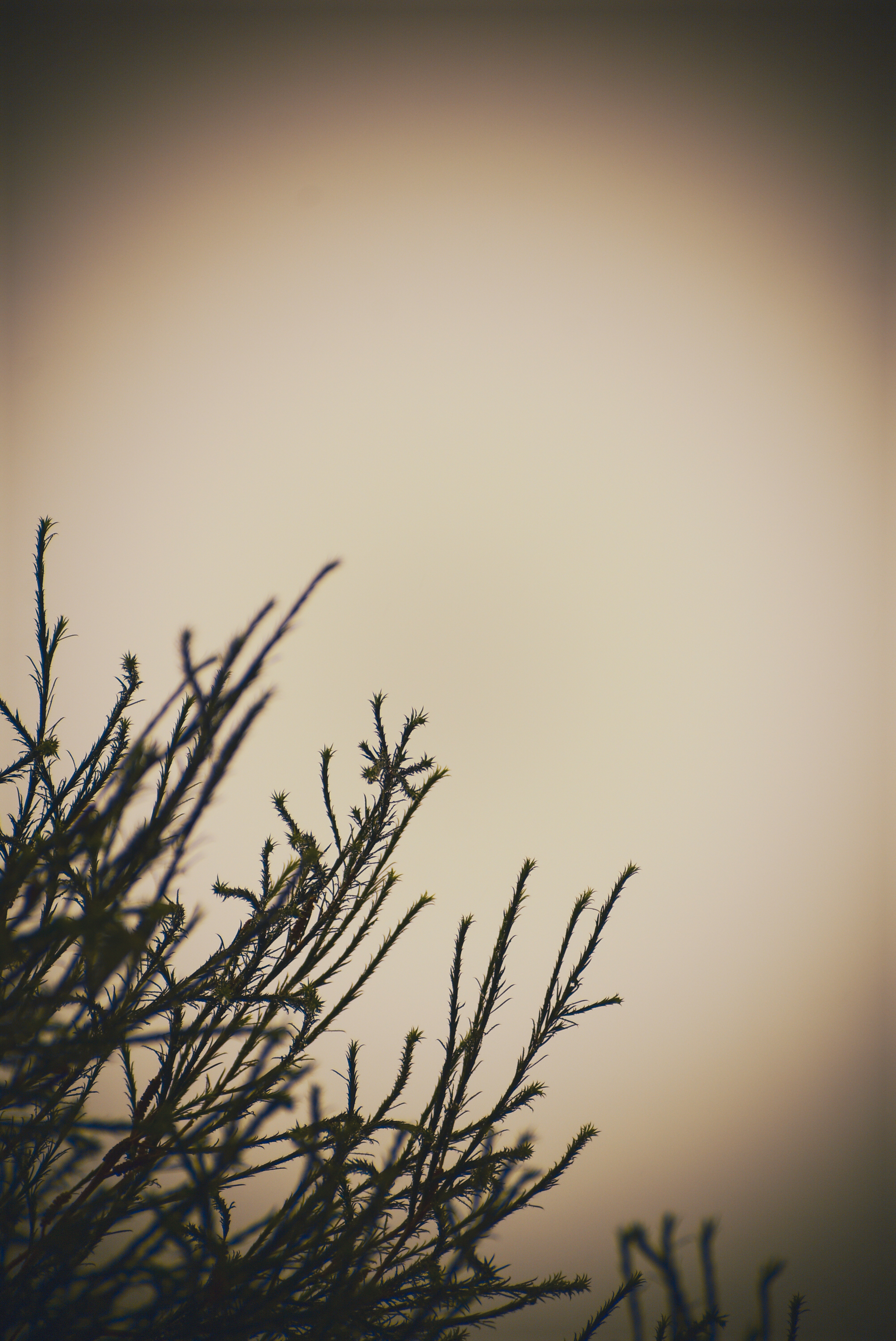 Photo by stevecameup