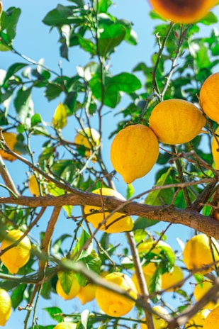 a tree filled with lots of ripe lemons