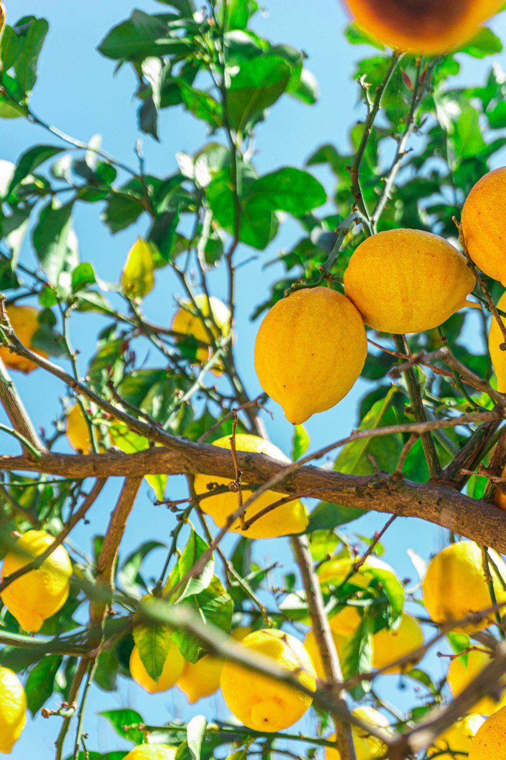 a tree filled with lots of ripe lemons