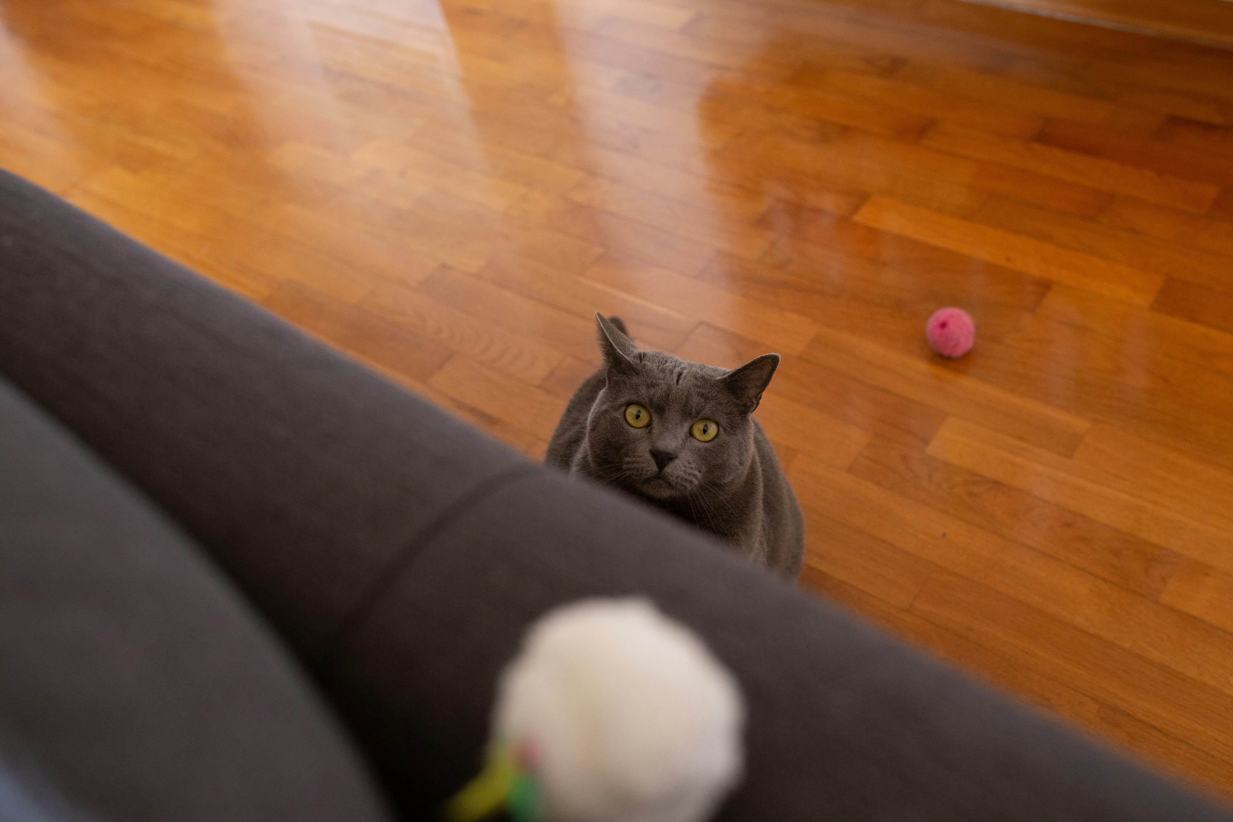 Laser Pointer With A Cat Chasing A Red Dot In A Living Room Setting