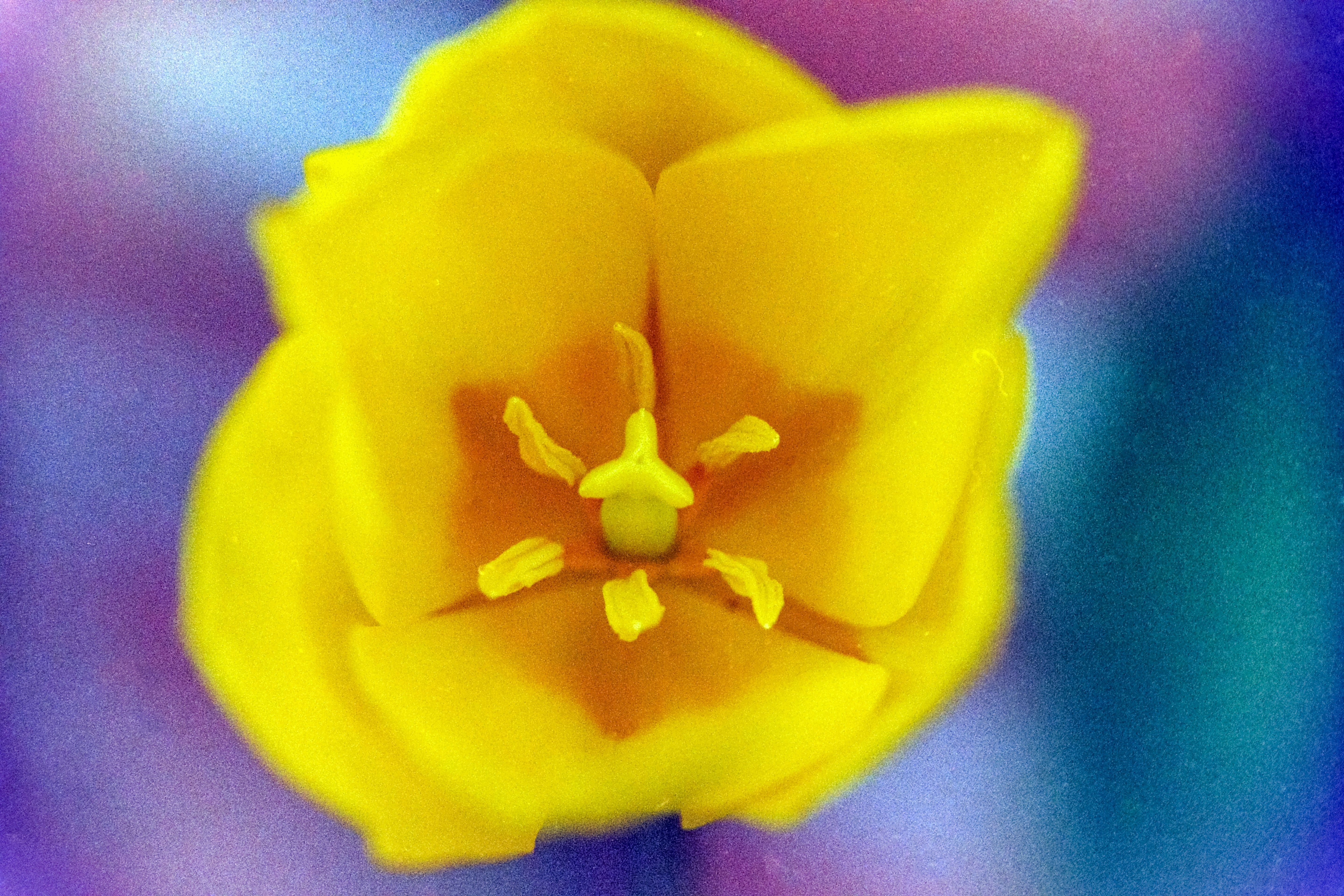 Afbeelding van 's-Hertogenbosch