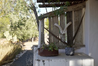 A rustic wooden structure partially covered with weathered planks. Decorative elements including large horns and potted succulents are displayed on a ledge. The background features a desert landscape with cactus plants, bushes, and trees.