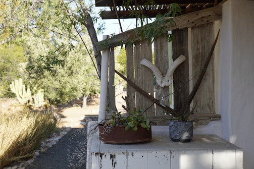 A rustic wooden structure partially covered with weathered planks. Decorative elements including large horns and potted succulents are displayed on a ledge. The background features a desert landscape with cactus plants, bushes, and trees.