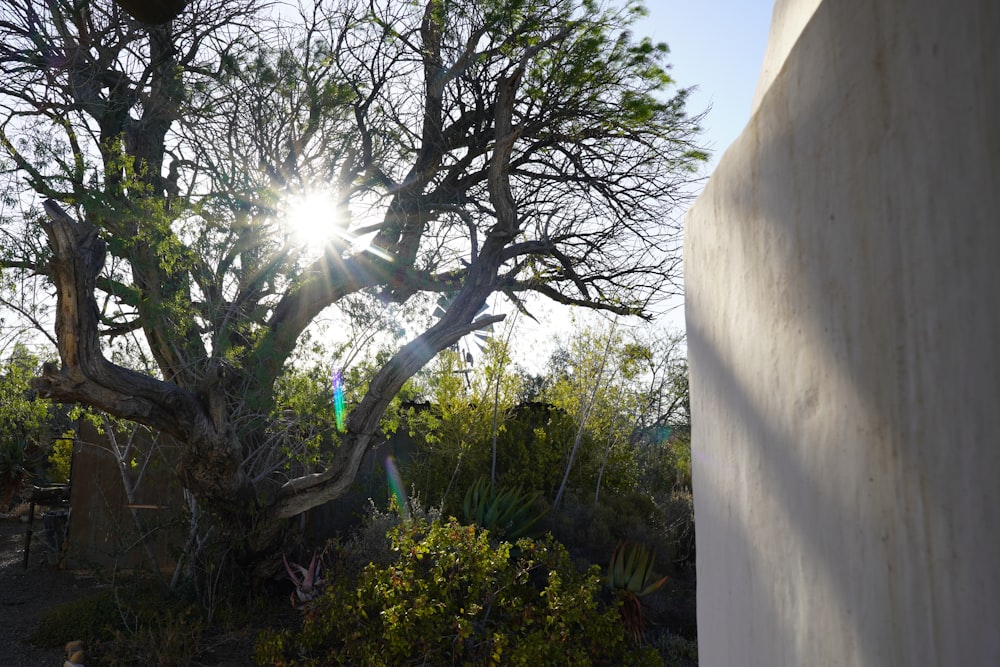 the sun shines through the branches of a tree