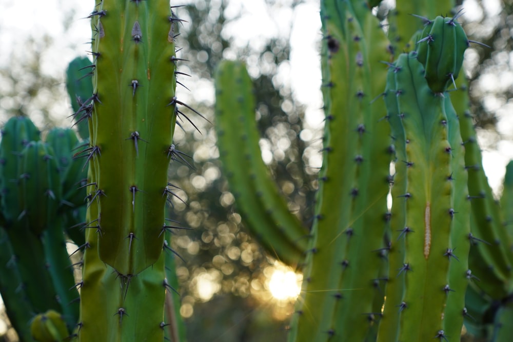 a close up of a green cactus plant