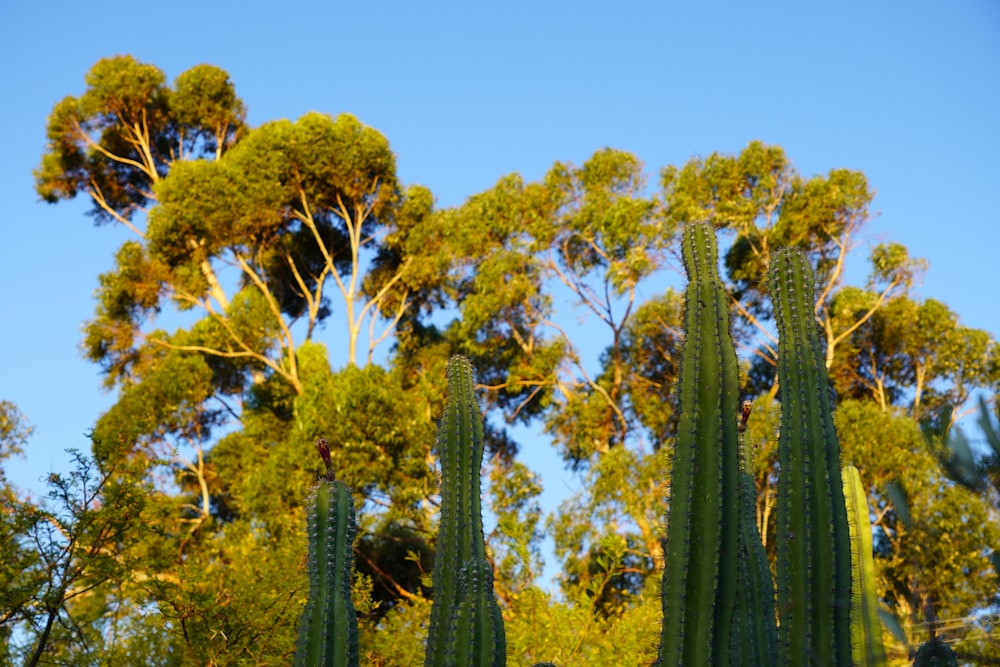 a group of tall green cactus plants in front of trees