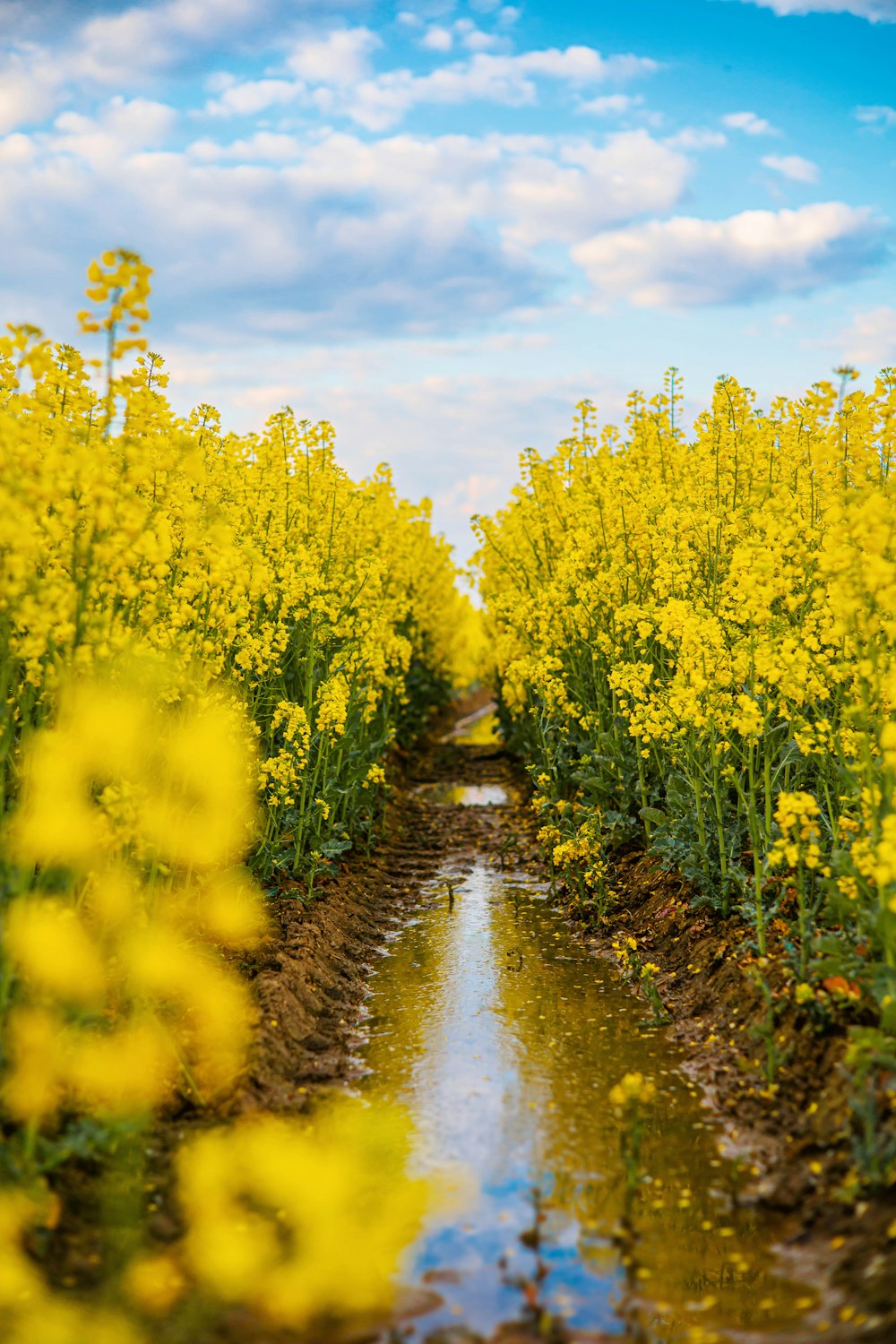 a river running through a field of yellow flowers