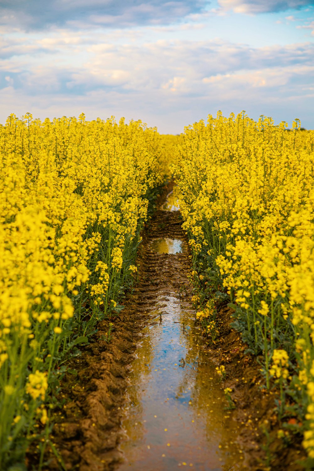 a field of yellow flowers with a puddle in the middle