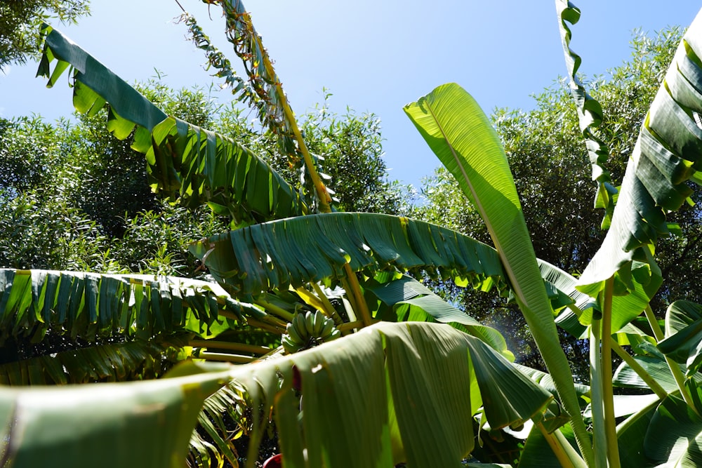 a bunch of green bananas hanging from a tree