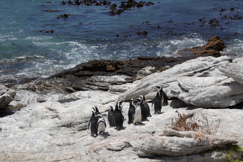 a group of penguins standing on a rocky beach