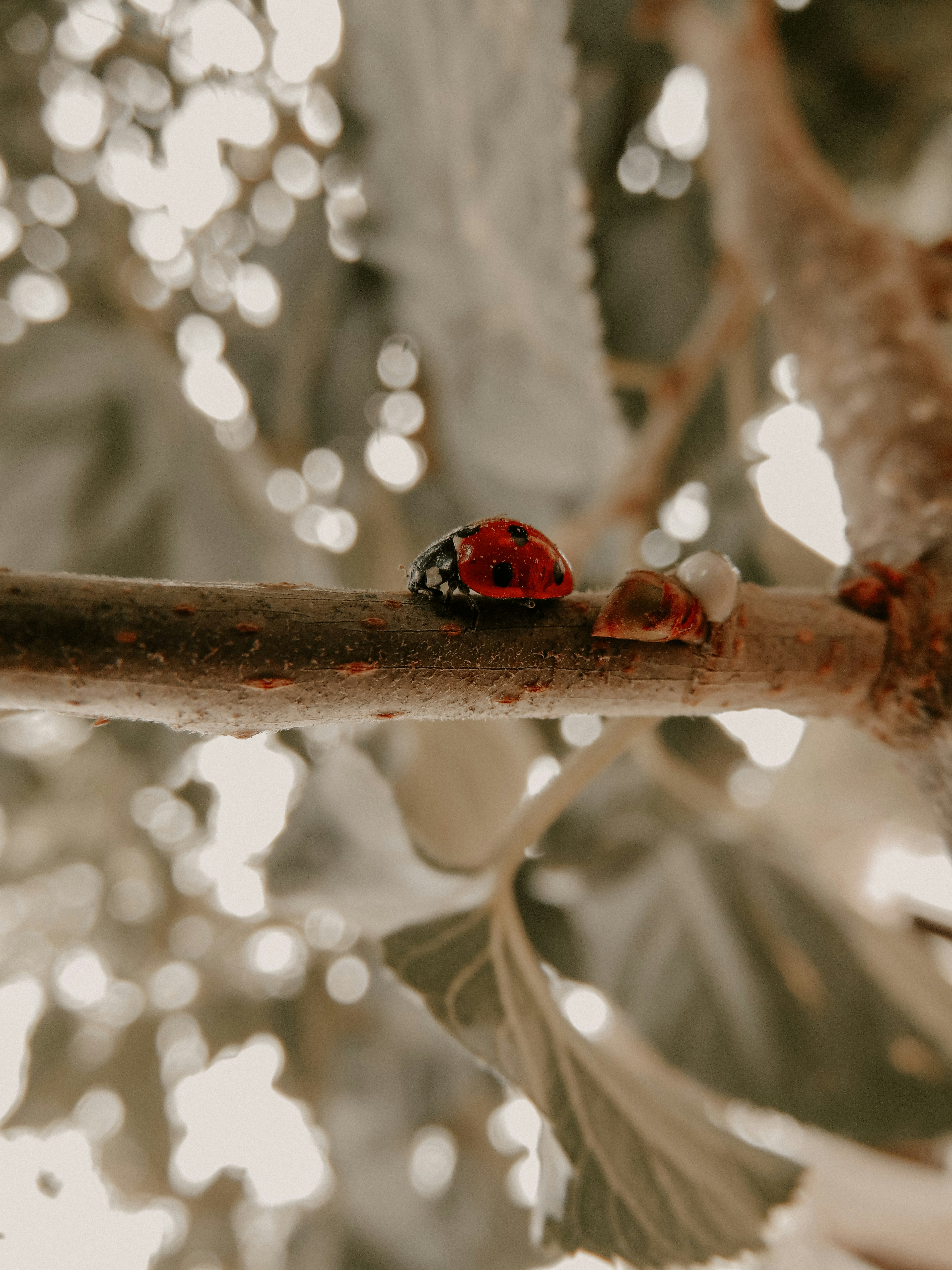 A ladybug sitting on a branch in a tree photo – Free Bug Image on Unsplash